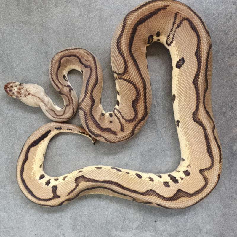 (F) Leopard Pastel Clown pos het Albino