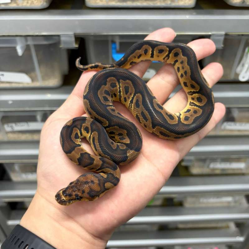 Clown poss het Pied