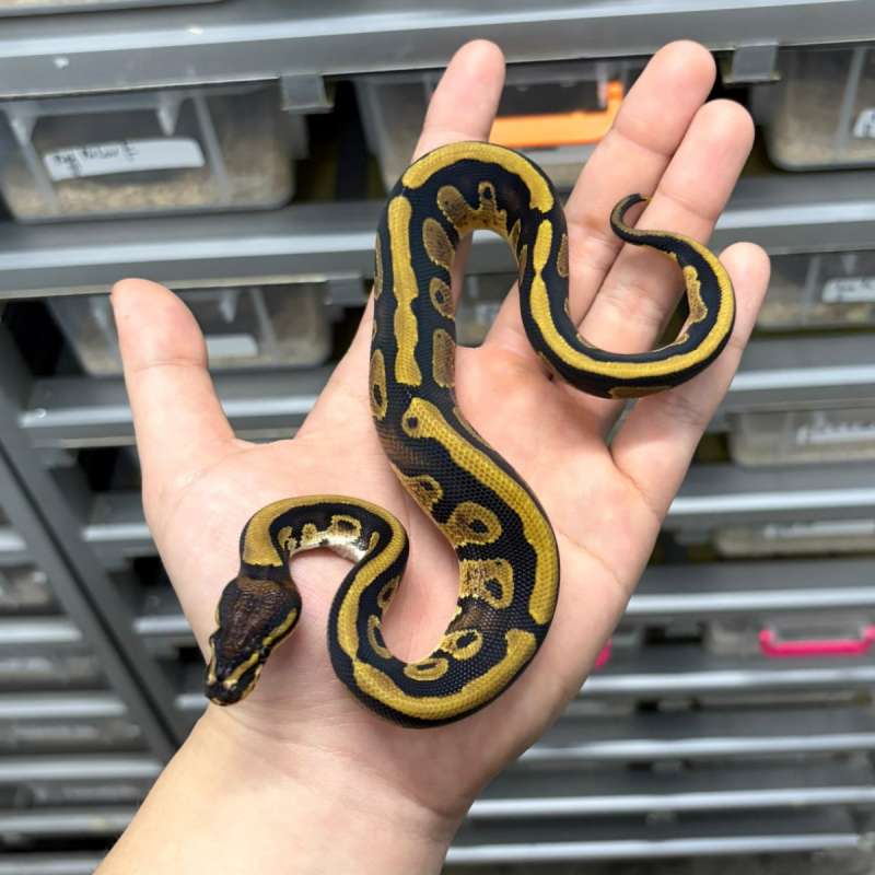 Male Specter dh Dg Pied