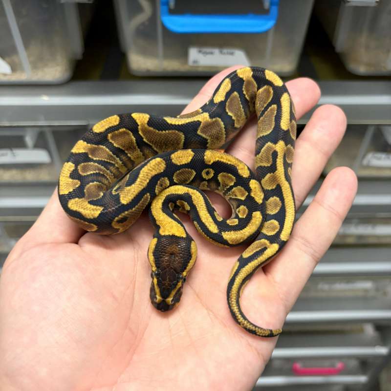 F Enchi YB het Clown ph DG