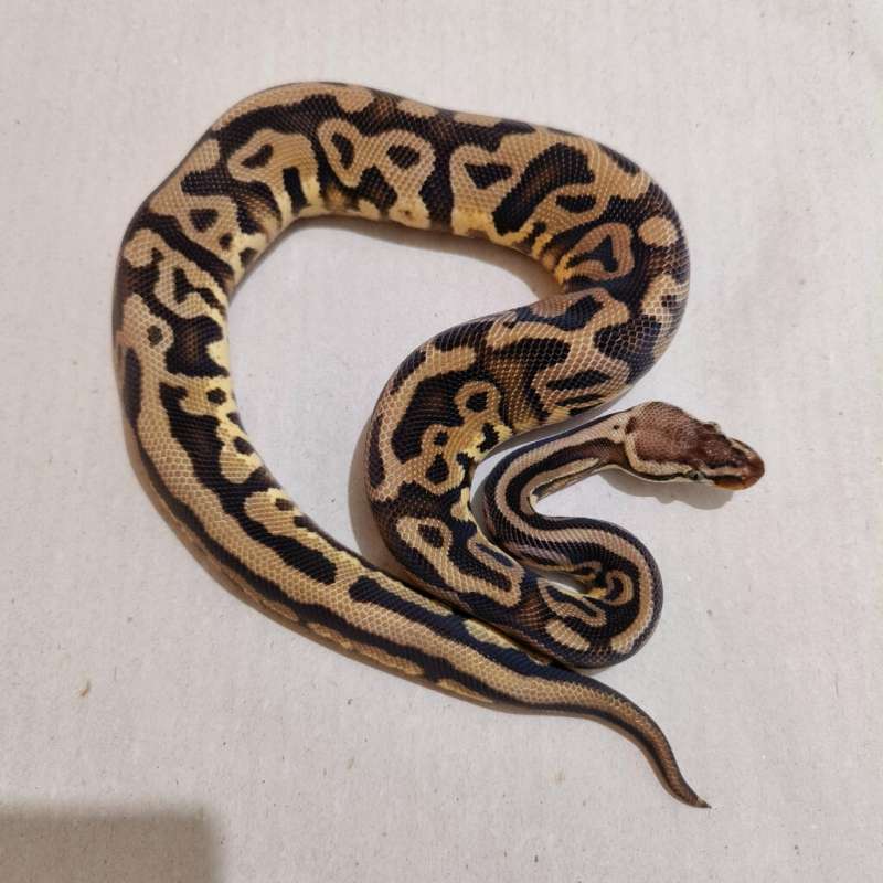 Male Leopard Pastel het DG