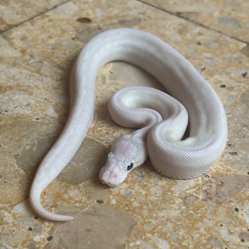 Ballpython Lucy Poss Pastel Clown