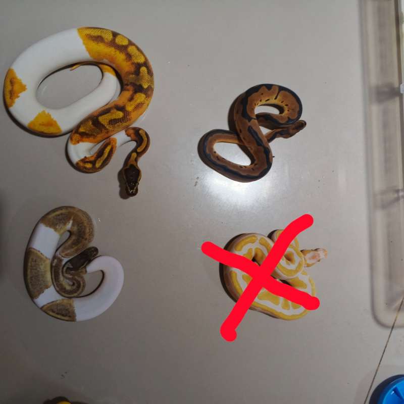 Ball python borongan