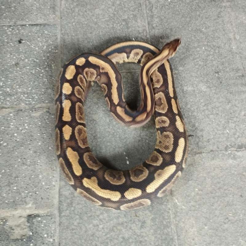 SABLE SPECTER FEMALE PROVEN