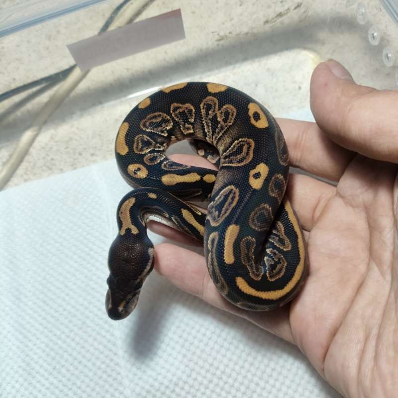 Black pastel het pied ph lav