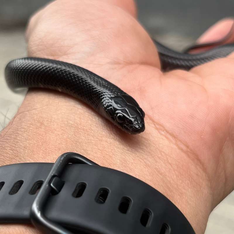 Mexican Black Kingsnake (MBK) Female