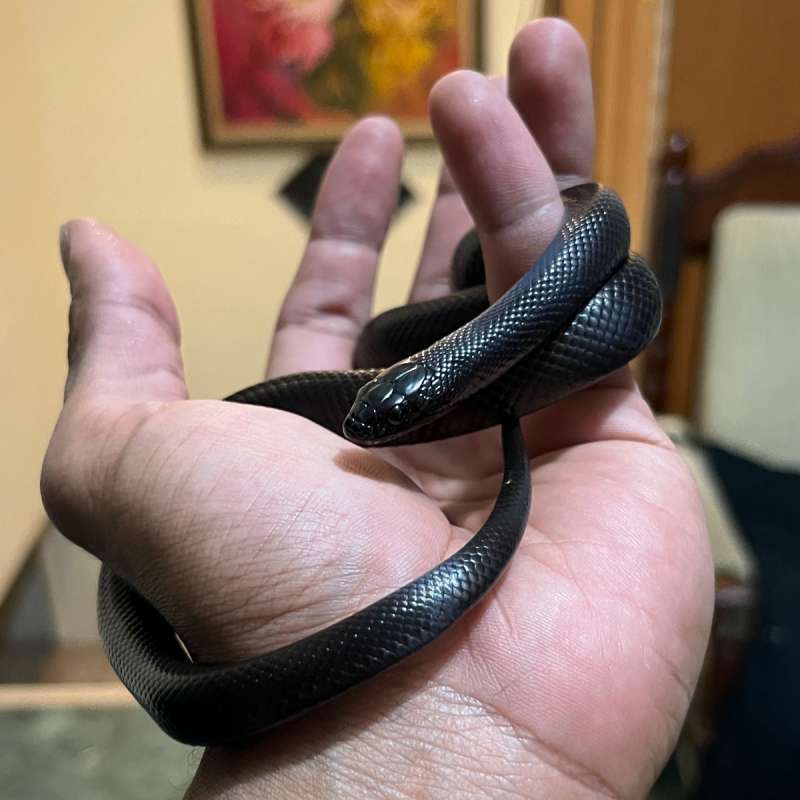 Mexican Black Kingsnake (TOP GRADE)