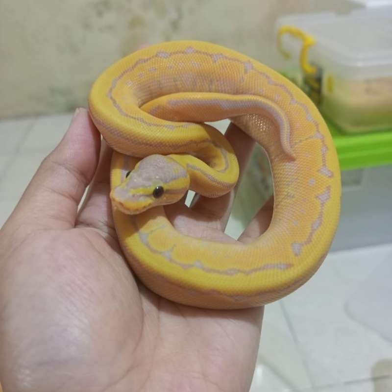 Banana Enchi Pinstripe