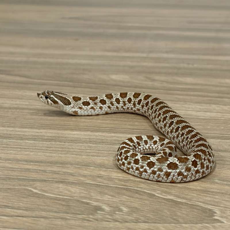 Hognose het Toffee Belly (Female)