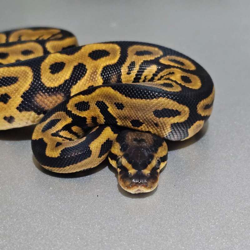 Leopard Yb het Clown