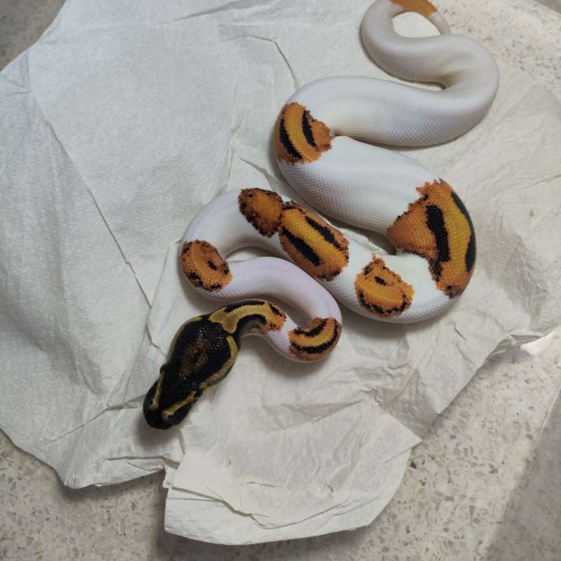 Orange dream yellow belly pied