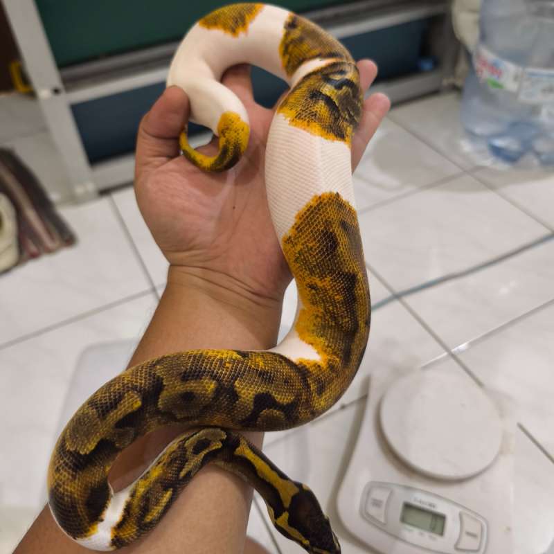 Orange dream Enchi Pied