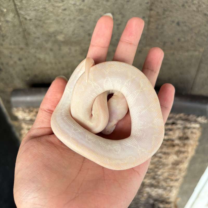 Ball python Albino Bamboo Cinnamon poss GHI, male unik