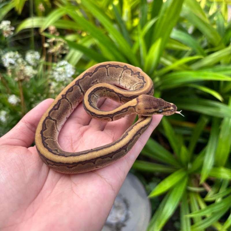 Pinstripe Mahogany 100% Het Pied