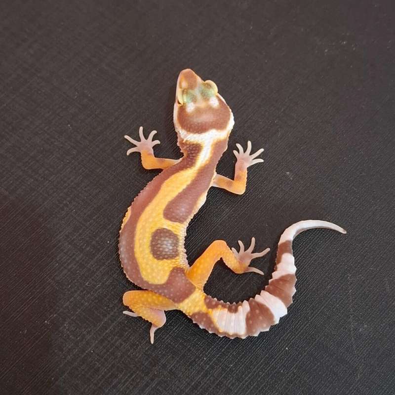 Bold Stripe Tremper