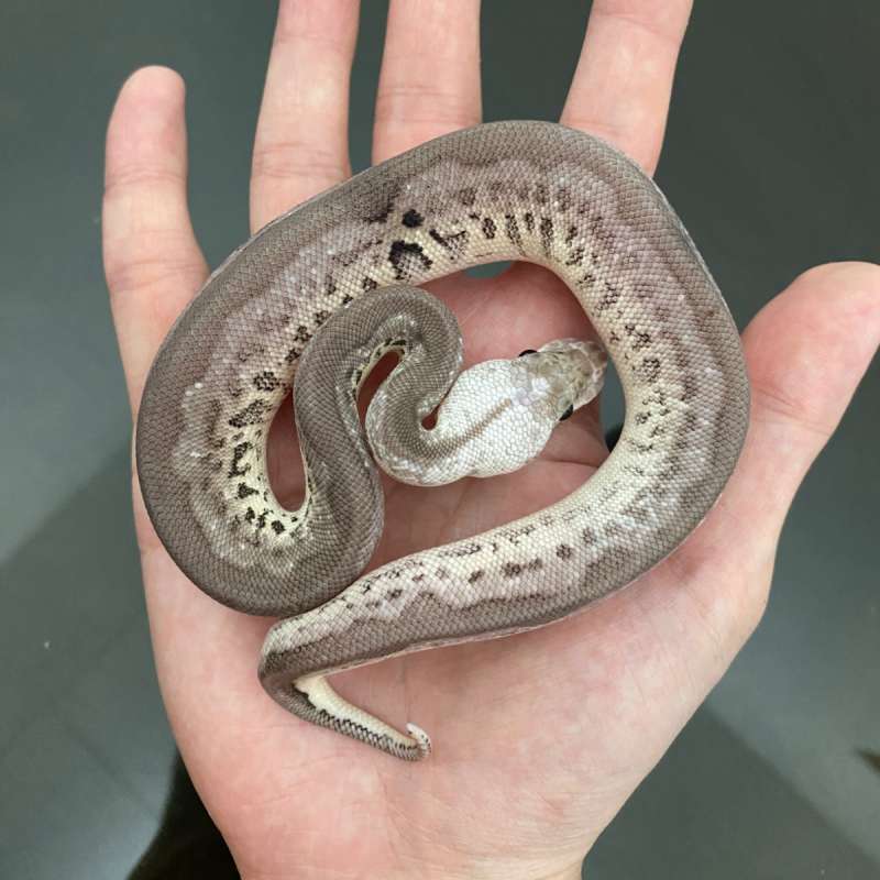 pewter leopard (yb) clown paradox