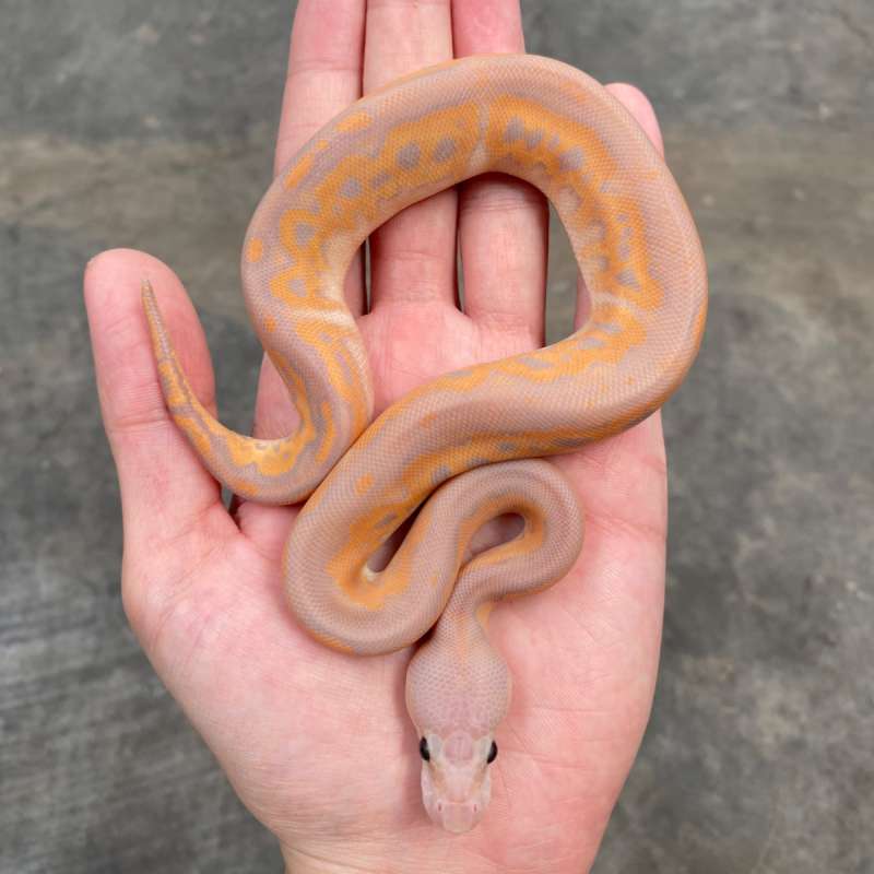 banana cinnamon (yb) clown