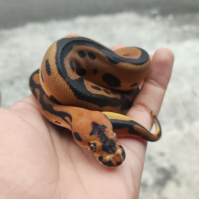 F Leopard clown PH 66% DG Hypo