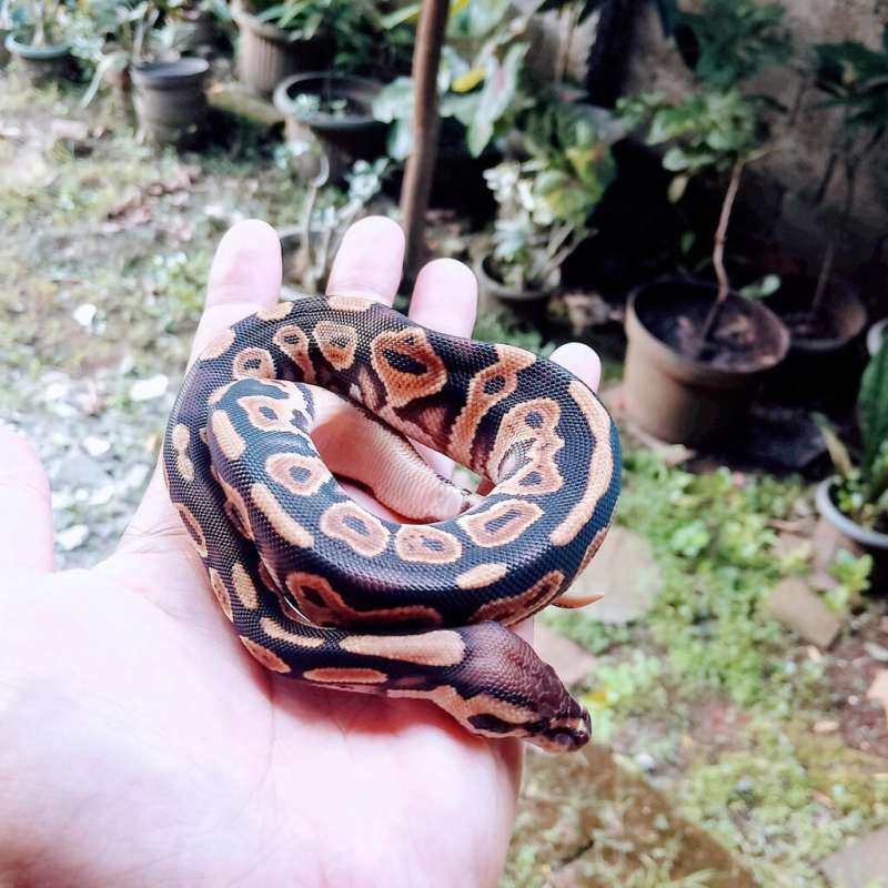 Black Pastel Orange Dream PH DG