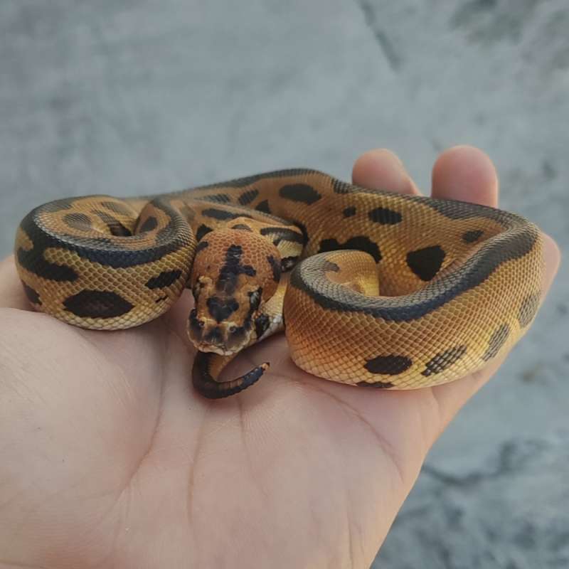 M Leopard Clown Ph66% DG Hypo