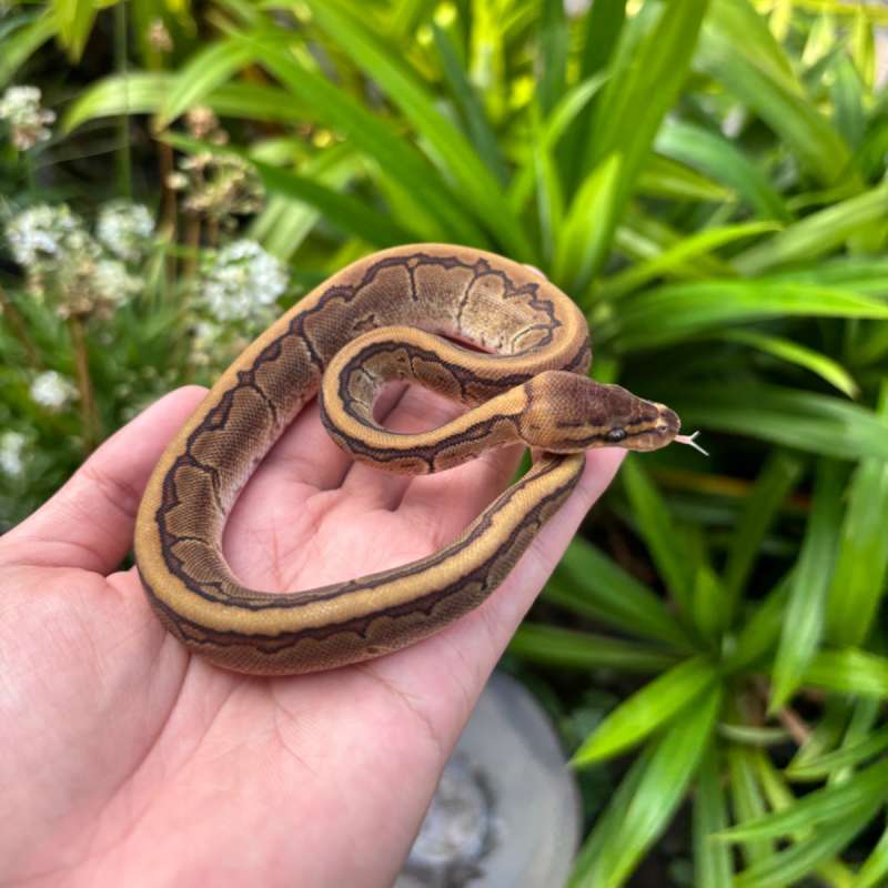 Pinstripe Mahogany Het Pied pH Albino