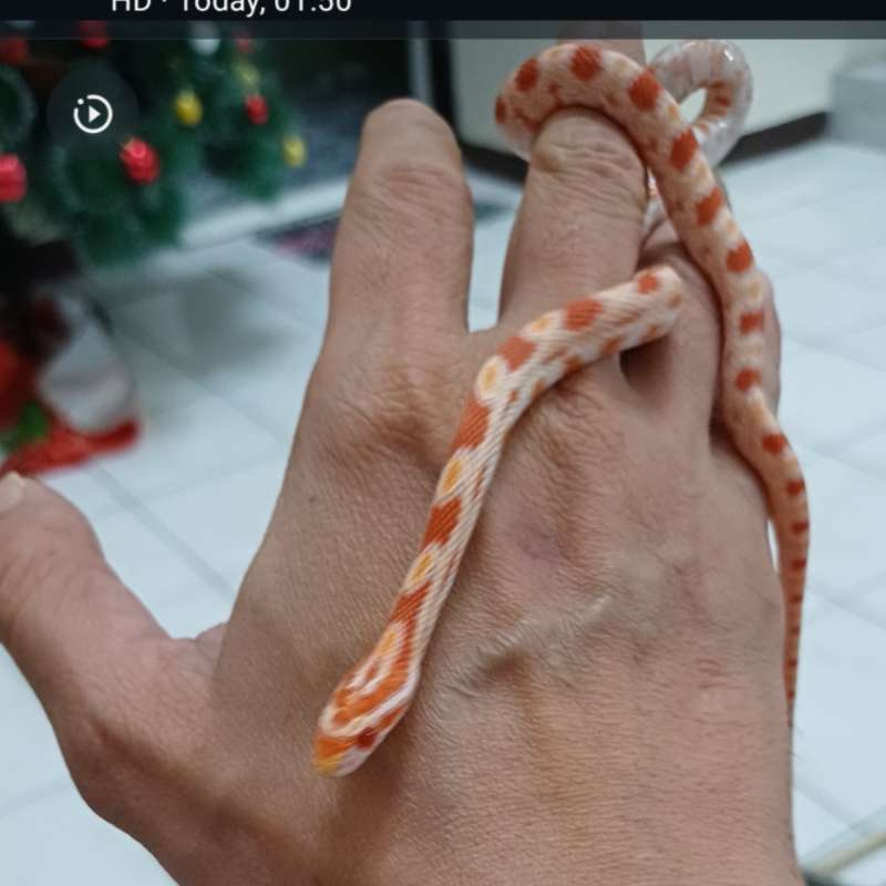 Cornsnake amel