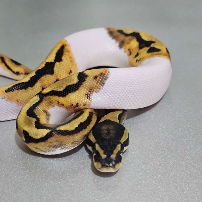 Yb Pied het Albino