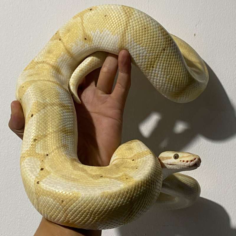 Banana Enchi Spider