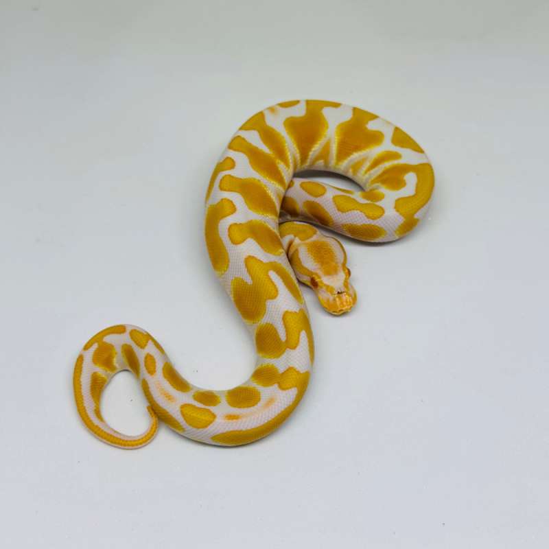 F Albino het Pied