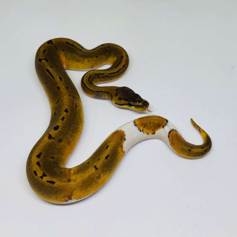 F Pinstripe Pied Ph Albino