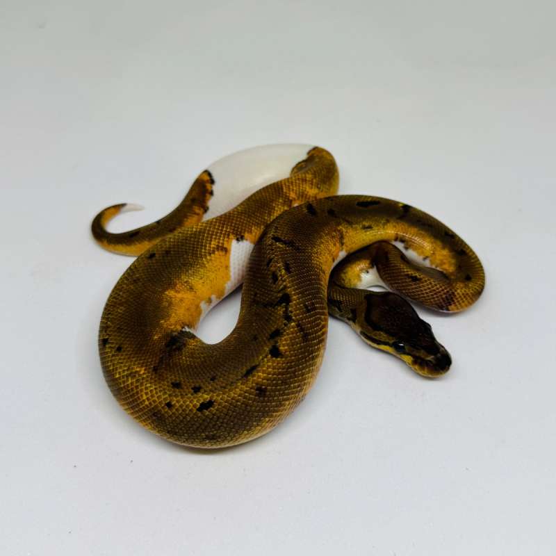 M Pinstripe Pied Ph Albino
