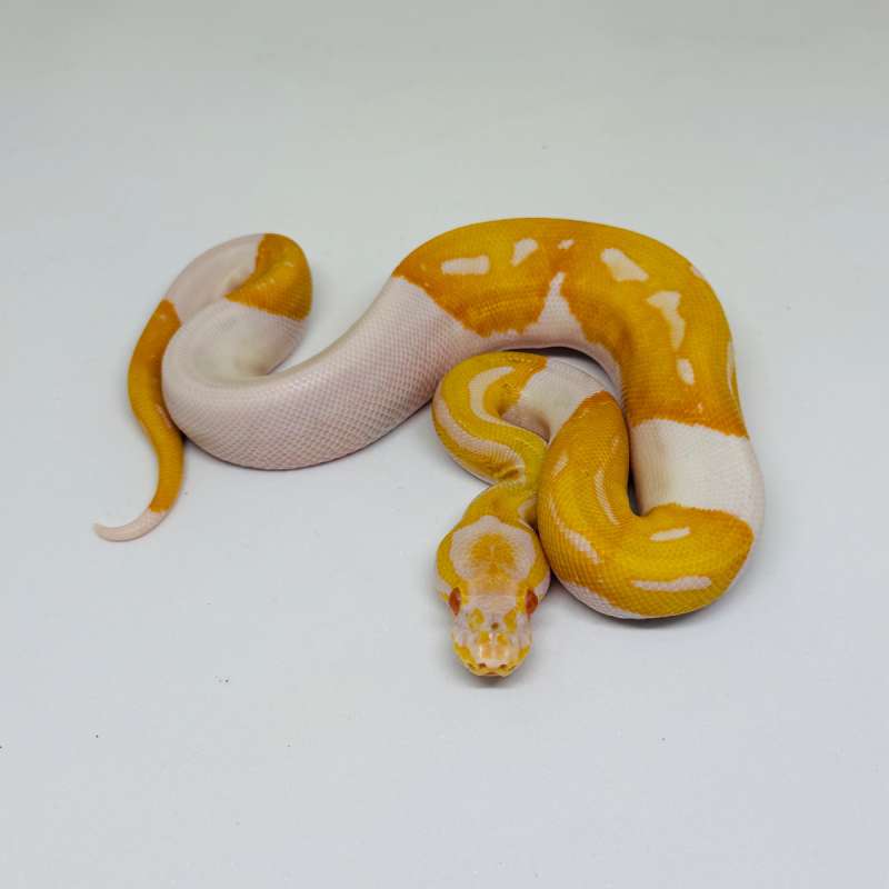 M Albino Pied