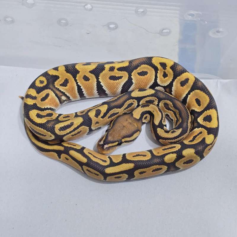 F OD Hypo Soft Colour