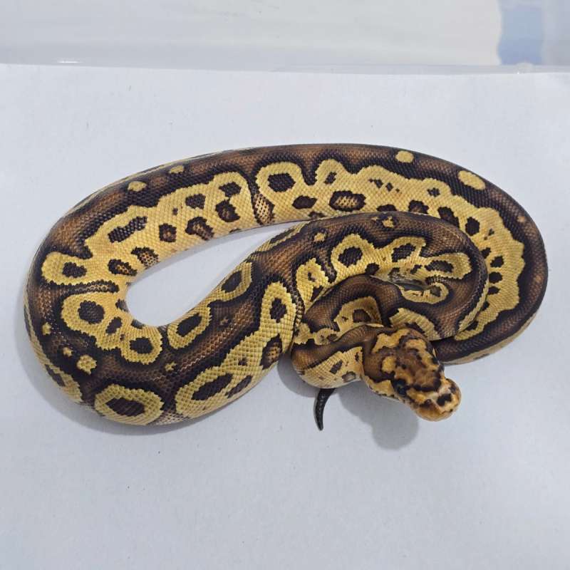 F YB (poss RS) Clown 66% het DG