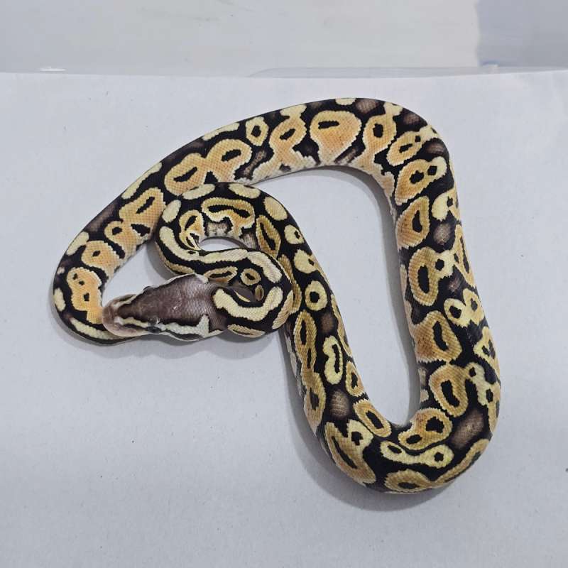 F Pastel dh Hypo Puzzle