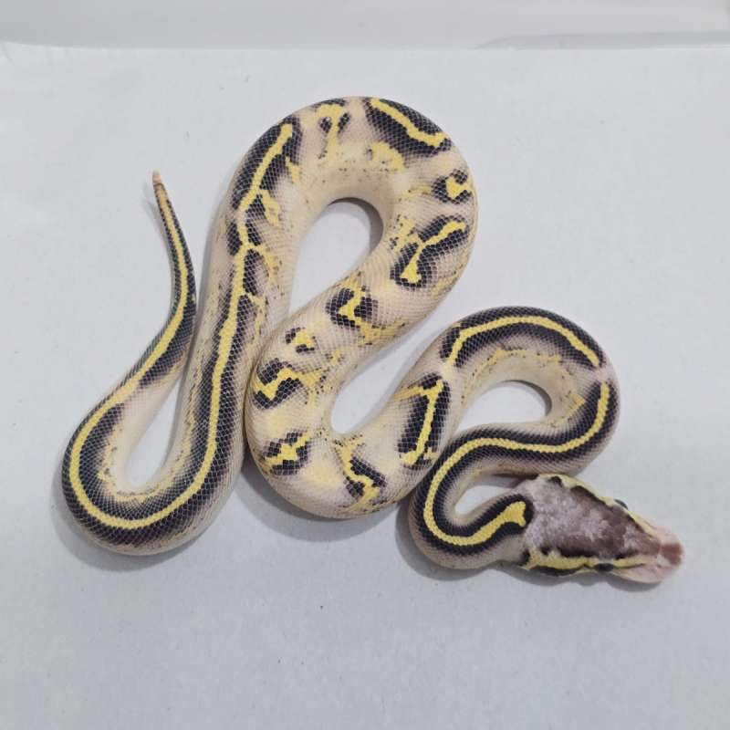 Pastel Freeway Hi Contrast VISUAL CIAMIKKK