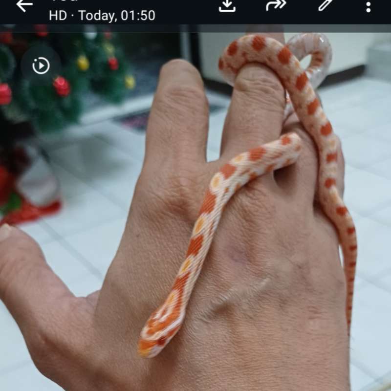 Cornsnake amel