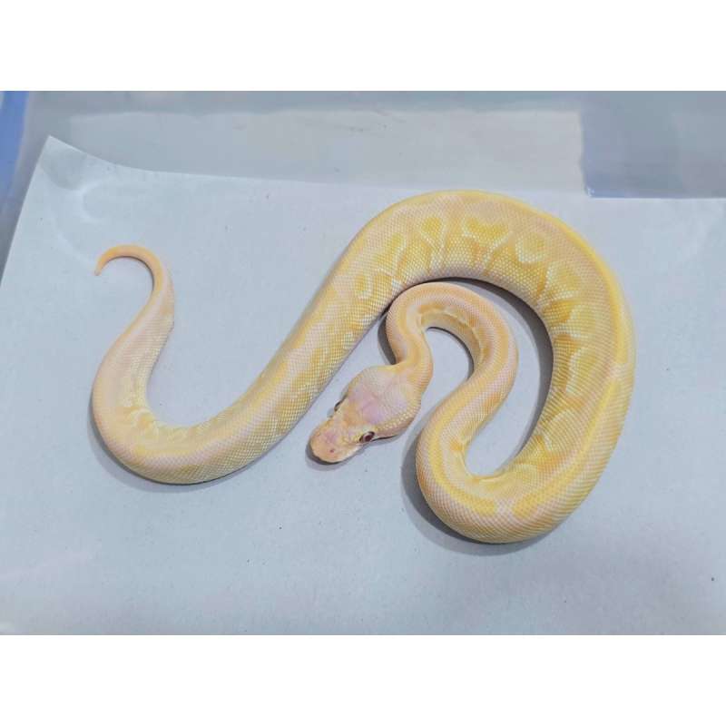 Lavender Lesser Pastel pos YB het Pied