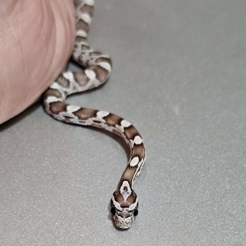 Cornsnake Ghost +