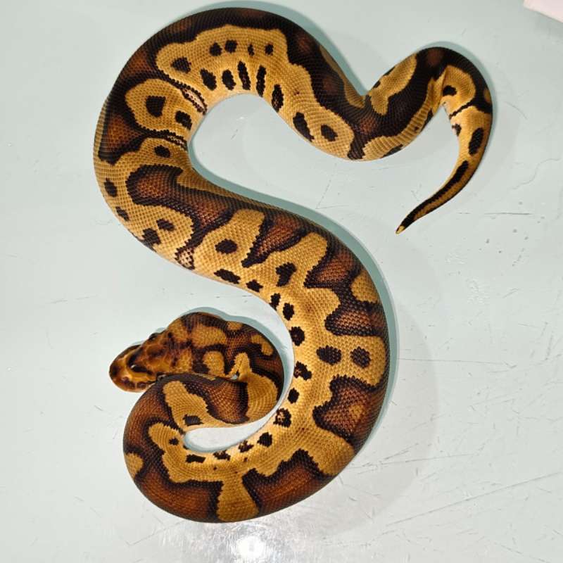 (F) RED STRIPE CLOWN