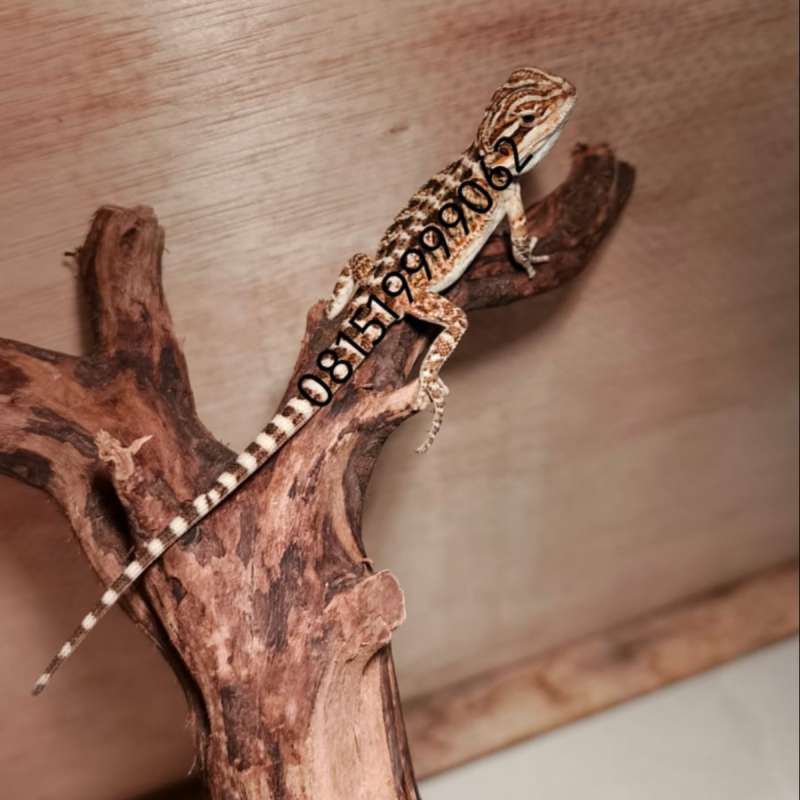 Bearded Dragon - Red Het Hypo