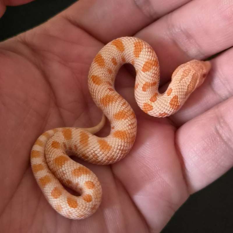 Hognose Conda Albino
