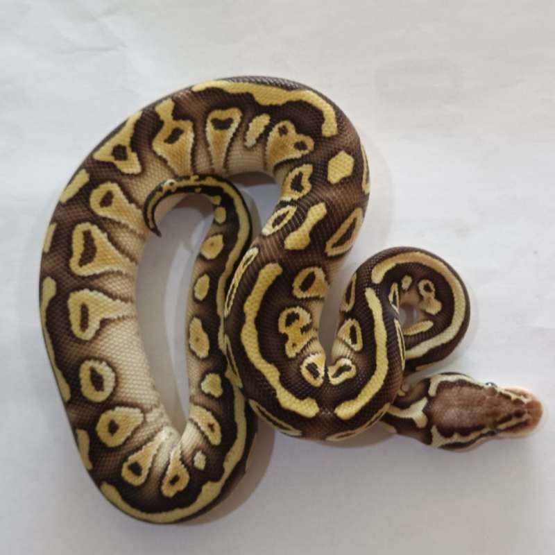M. Pastel Lesser Red Stripe het Clown ♂️
