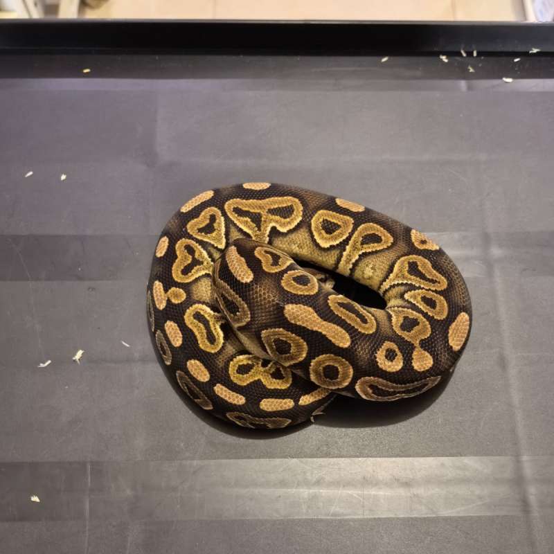 Cinnamon Het Clown