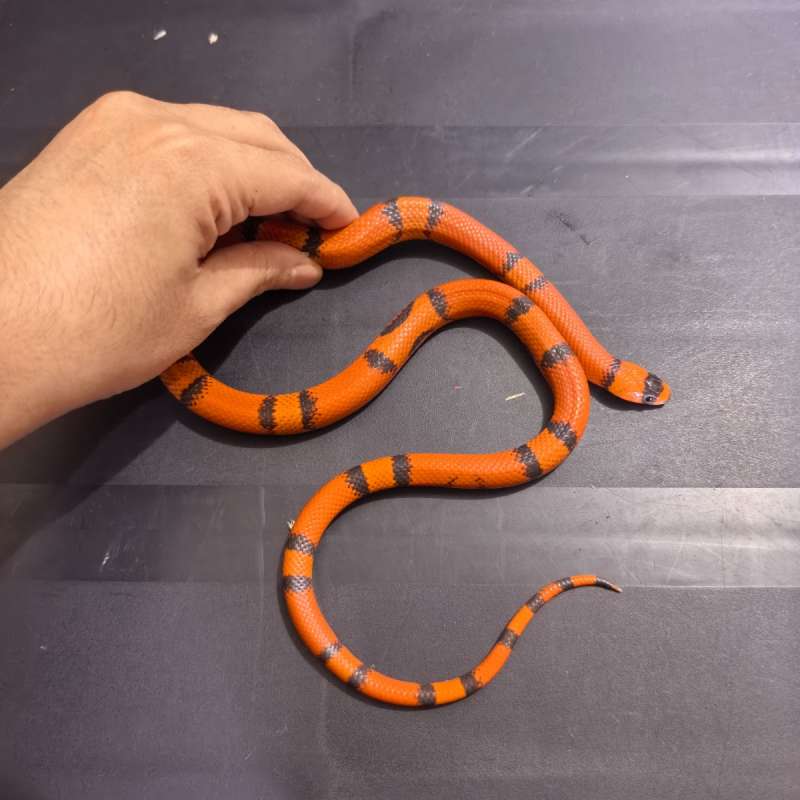 Milksnake Honduran Tangerine Hypo (Vanishing Pattern)