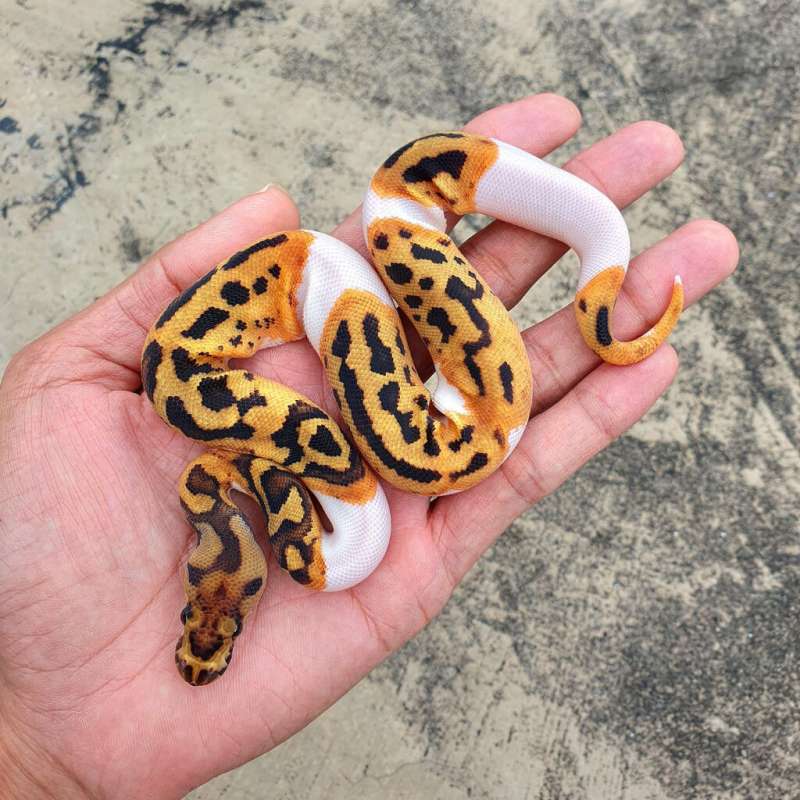 CLOWN PIED PH LAVENDER