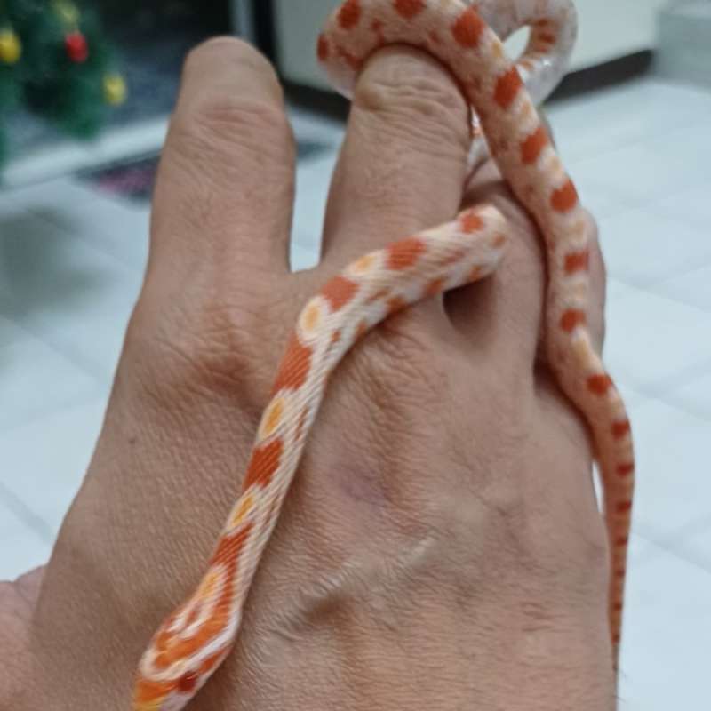 Cornsnake amel