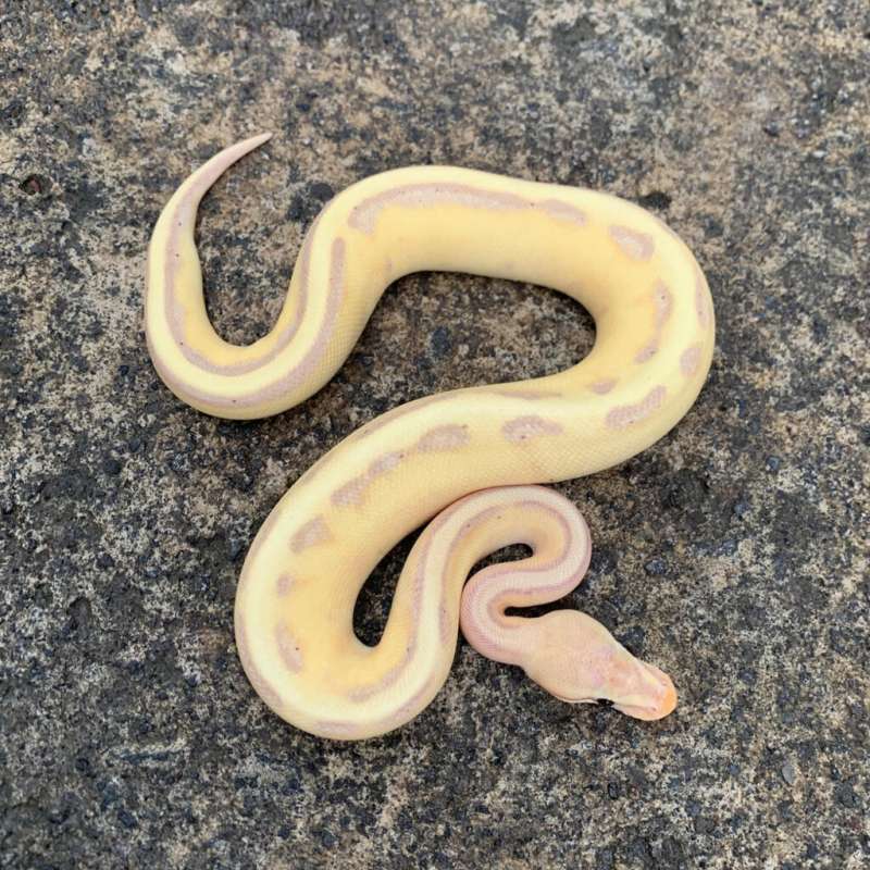 Banana genetic stripe.