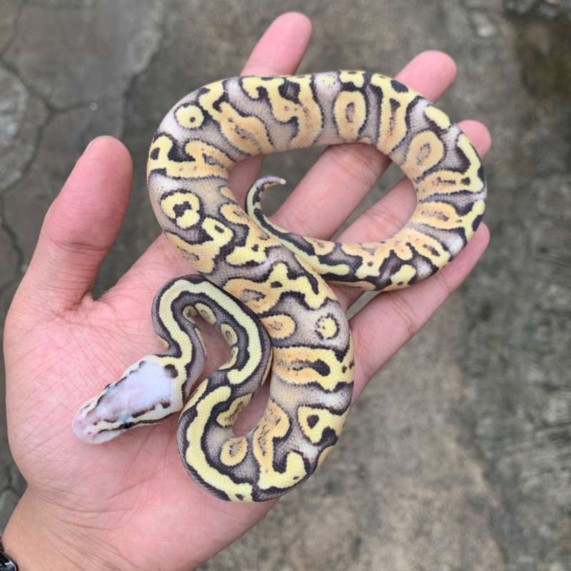 Superfly Ghi Spotnose