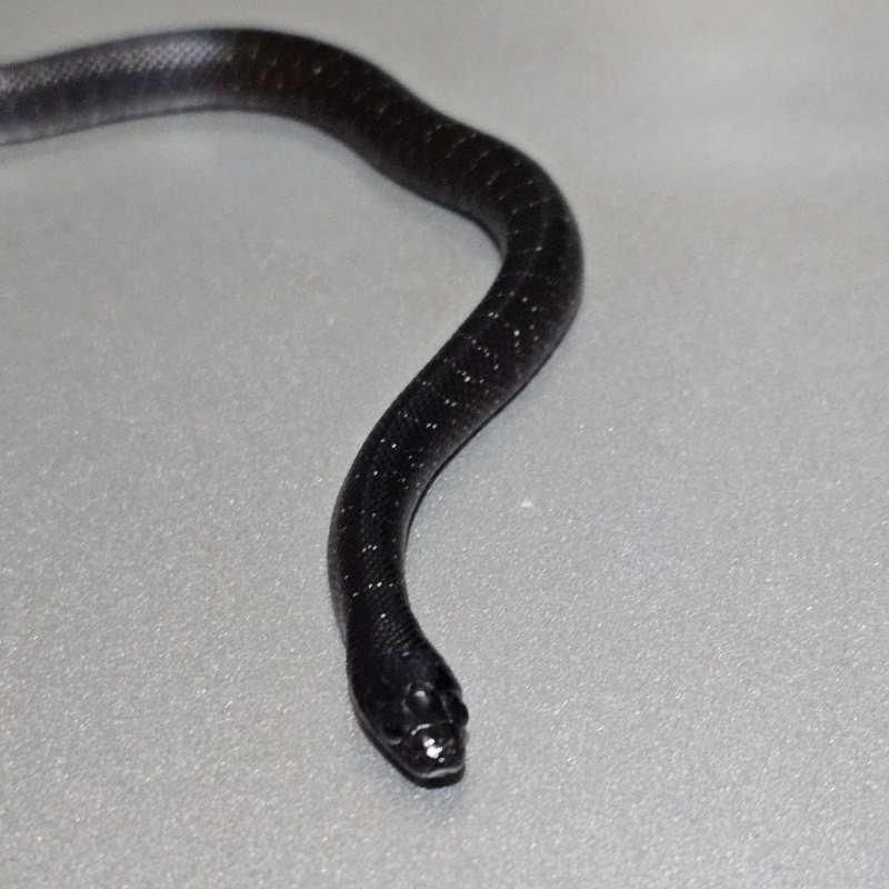 Mexican Black Kingsnake grade B